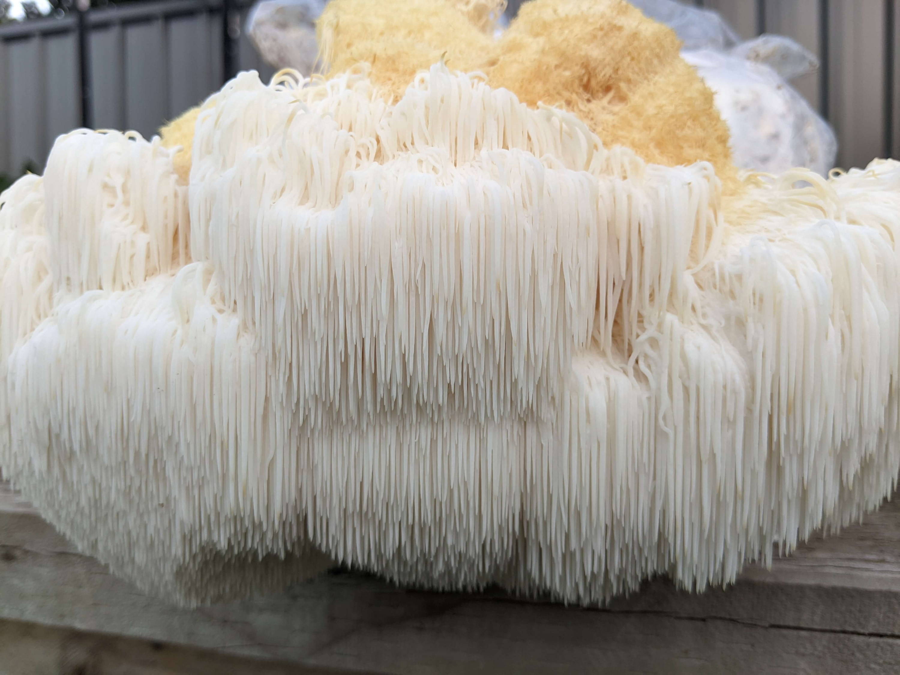 Lion's Mane Mushroom The Marvel of the Mycological World